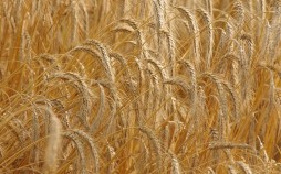 A wheat field near Rennes